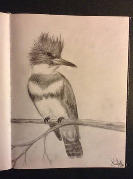 Female Belted Kingfisher