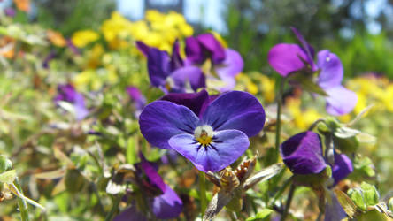 Vancouver - Purple Flower