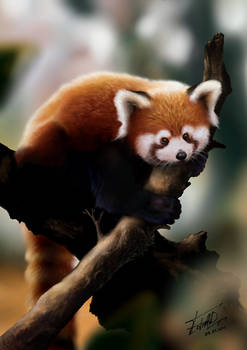 Red Panda