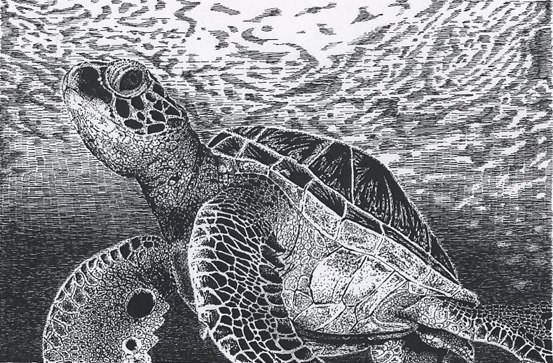 Pen and Ink Sea Turtle