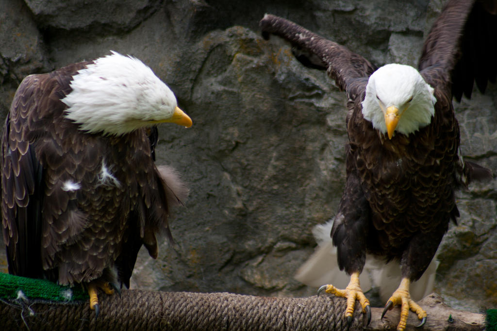 Silly Bald Eagles