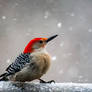 Red Bellied Woodpecker 3