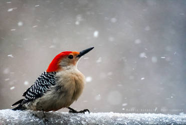 Red Bellied Woodpecker 3 by Maginater