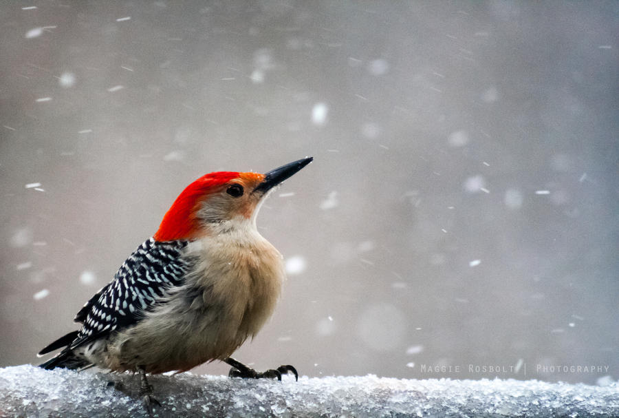 Red Bellied Woodpecker 3