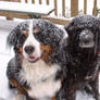 snow dogs