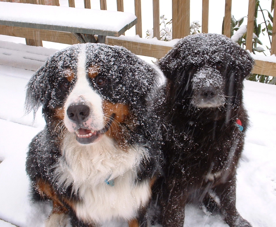 snow dogs