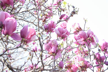 Magnolia