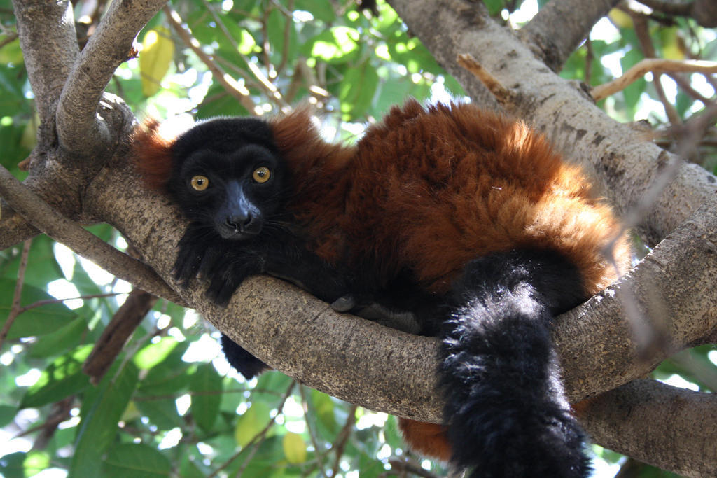 Red Ruffed Lemar Red Ruffed lemur by Makki-Summer on DeviantArt