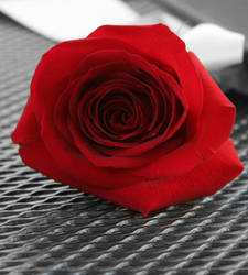 Red Rose 2