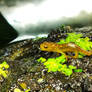 Newt: burp