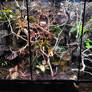 Multi Species Terrarium
