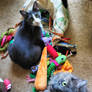 Freshly washed toys