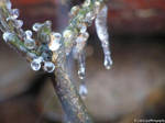 Frozen Rain by CherilynHerbert