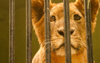 LIon on Cage