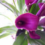 Purple Calla Lily