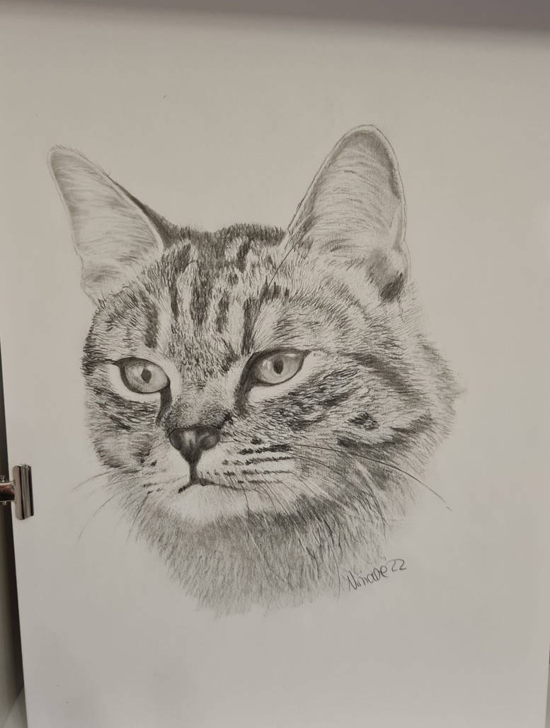 Tommy the cat by AboutVermillion on DeviantArt