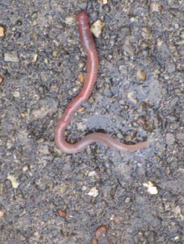 Earthworm