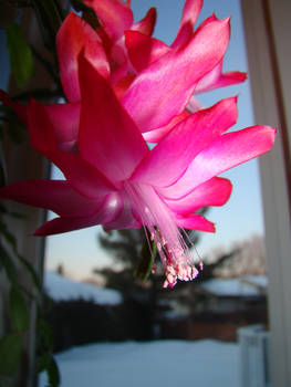 Christmas Cactus