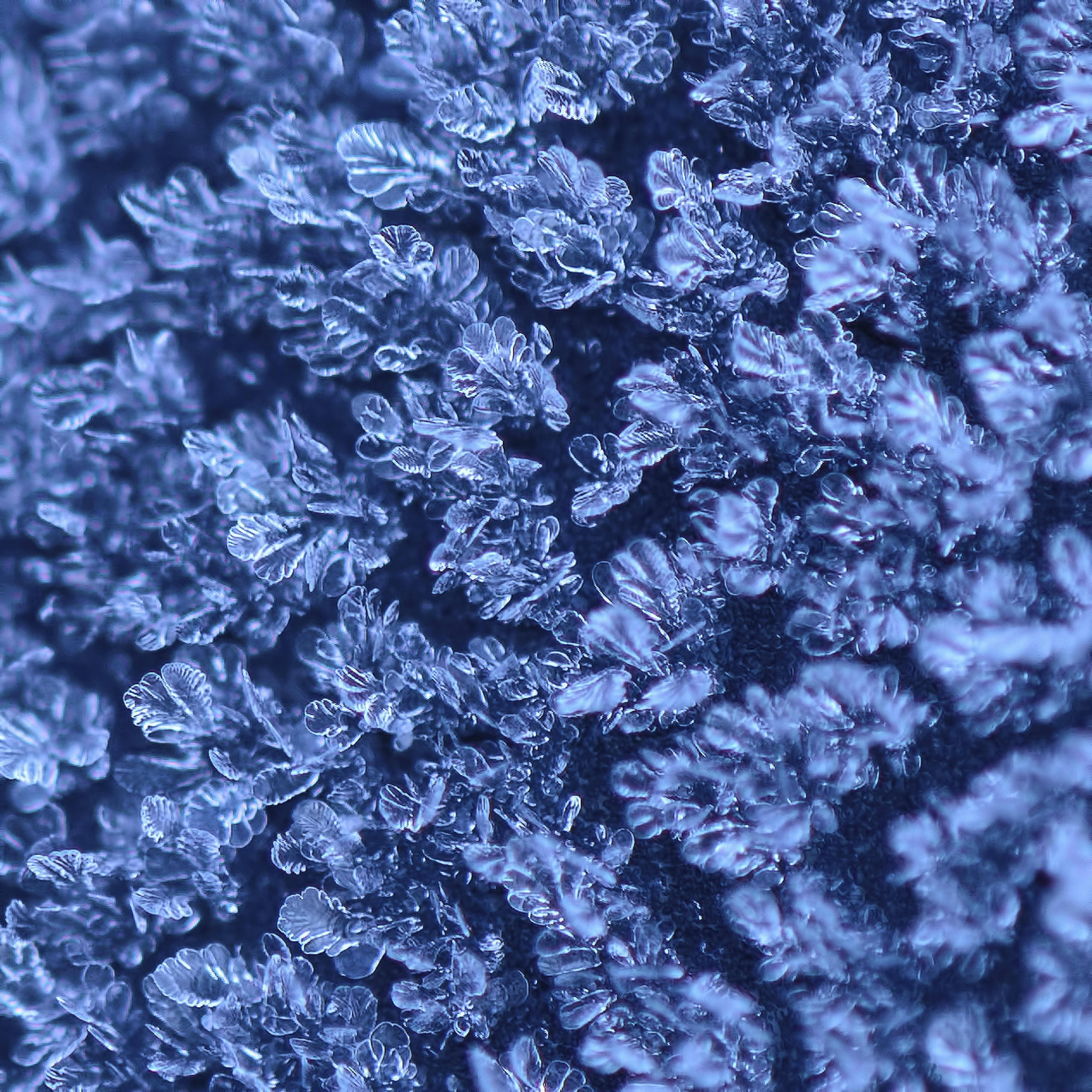 Blue Ice on Armchair 1x1 ratio