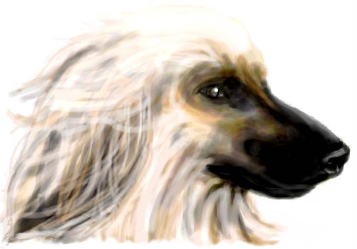 Afghan Hound