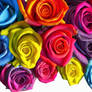 Multi-Colored Roses  10/14/2022