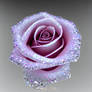 Delicate Glass Crystal Rose 10/25/2022