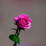 Pink Rose 10/29/2022