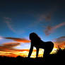 Silhouette on sunset