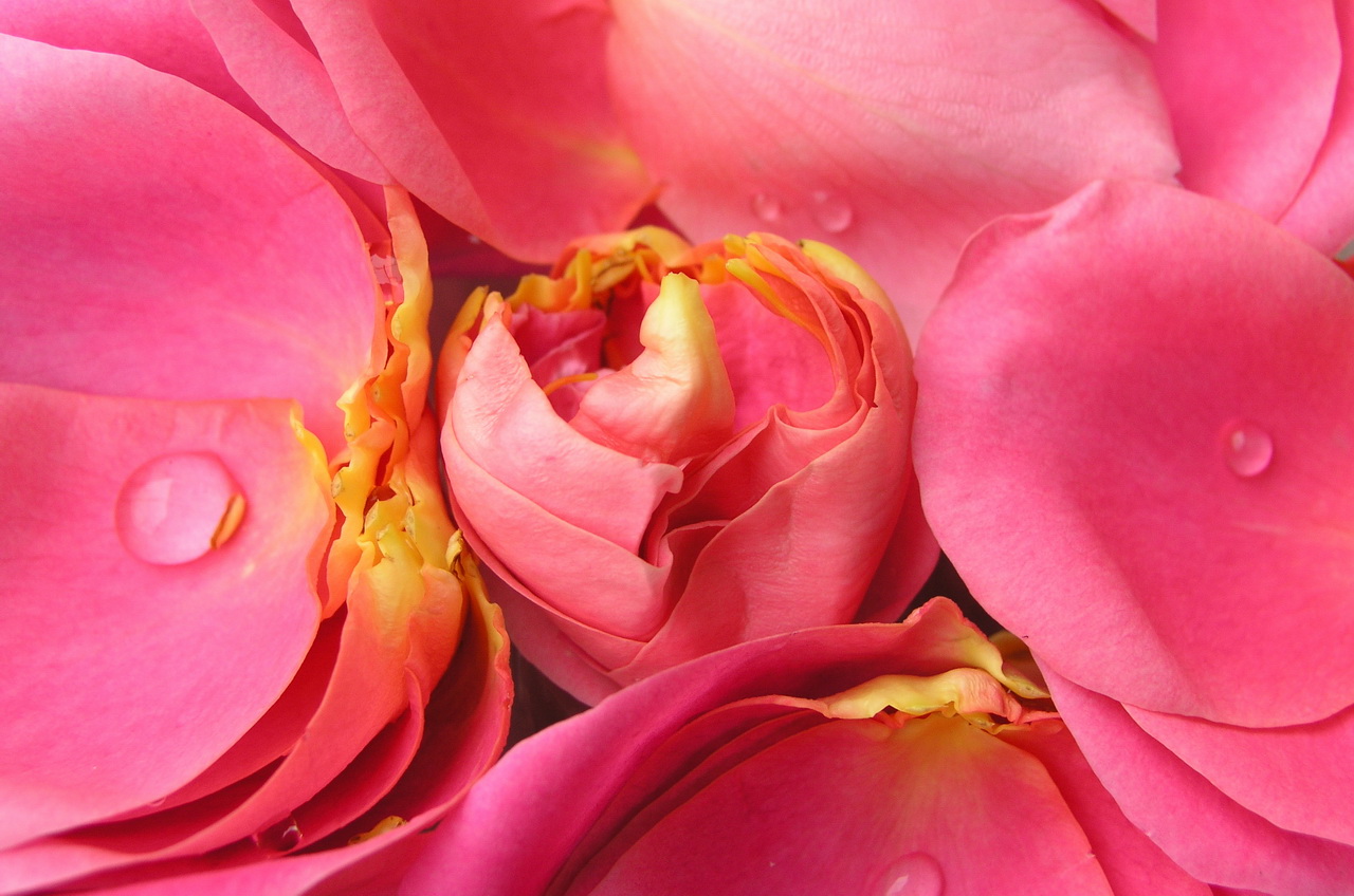 Afghan Rose Leaves