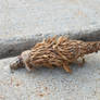 Bagworm 2