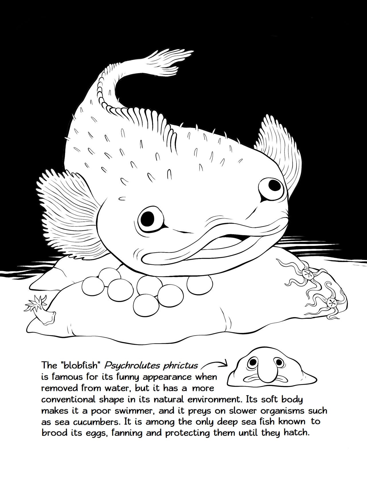 Deep Sea Coloring Page: The Truth About Blobfish by scythemantis on  DeviantArt