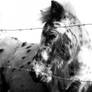 Poney in black and white