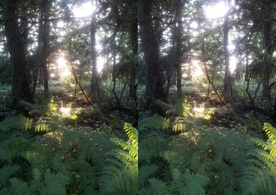 the light through the trees crossview