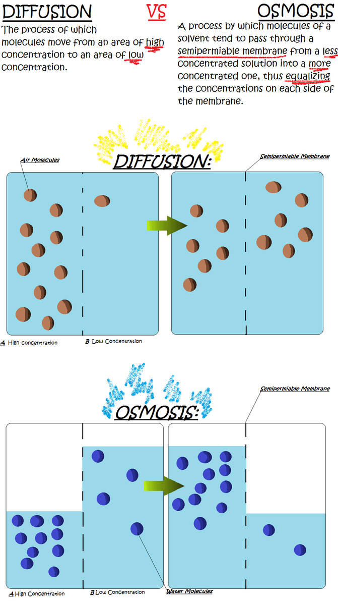 Osmosis vs Diffusion by I-Believe-So on DeviantArt