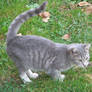 Silver Tabby Cat