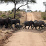 Elephant Crossing