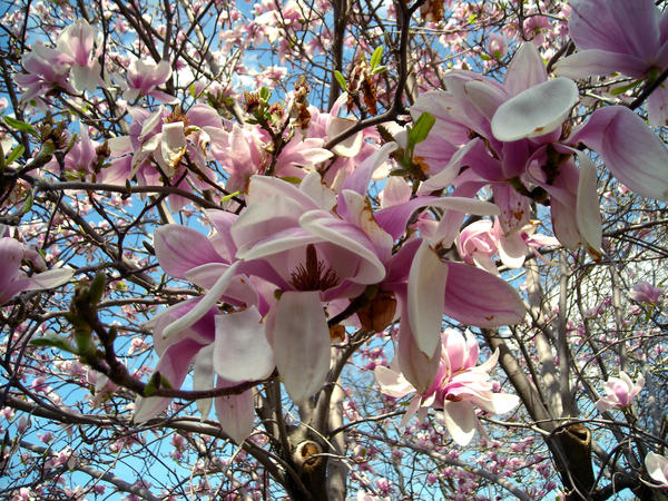 raining blossoms