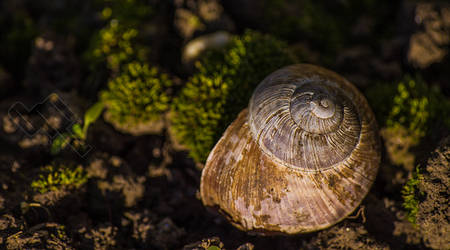 snail shell