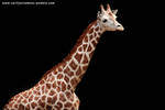 Giraffe blackphoto by carlinusje