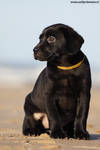 Labrador puppy sitting by carlinusje