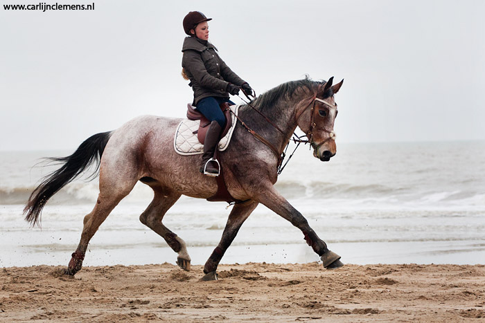 Beautiful mare at the beach