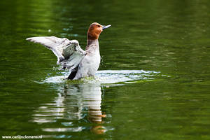 Duck enjoying the sun