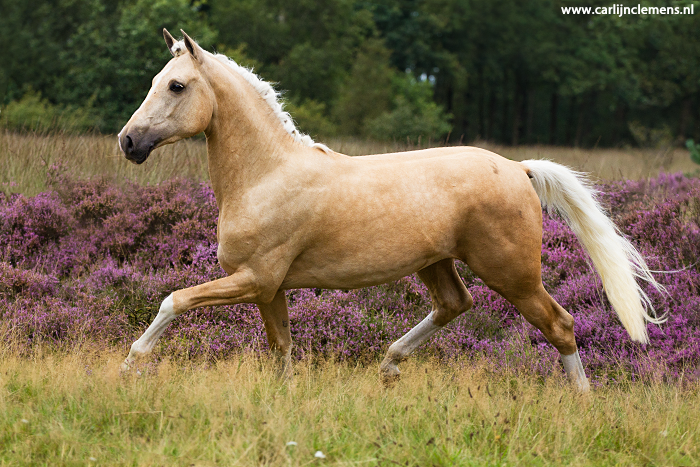 Luca S, palomino stallion