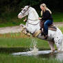 Appaloosa rearing