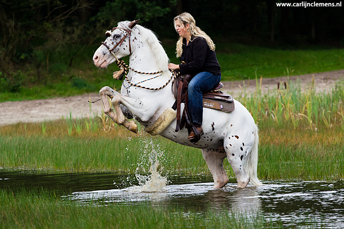 Appaloosa rearing