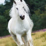 White gypsy galloping