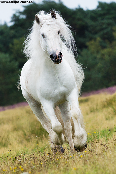 White gypsy galloping