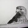 Untitled falcon