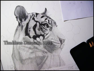 Panthera Tigris WIP 2