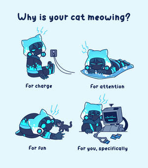 why is your cat meowing